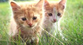 Karmienie małego kota – sprawdzone porady!