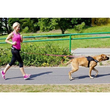 Dingo Smycz do biegania taśma z amortyzatorem 170cm z rączką