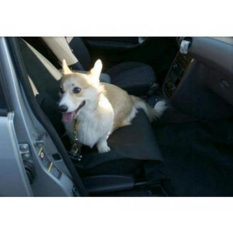 Carpatus Mata na przednie siedzenie