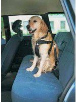 Pasy bezpieczeństwa dla psa