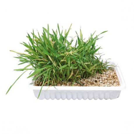 Trixie Trawa dla kota