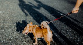 Akcesoria na spacer z psem – co warto zabrać? 