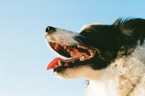 Jak dbać o higienę jamy ustnej u psa i kota?