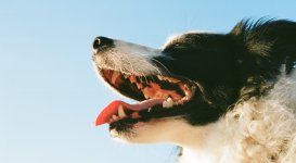 Jak dbać o higienę jamy ustnej u psa i kota?